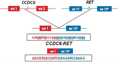 A Case of CCDC6-RET Fusion Mutation in Adult Acute Lymphoblastic Leukemia (ALL), a Known Activating Mutation Reported in ALL